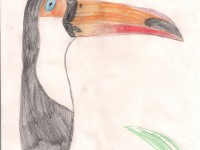 Рисуем и раскрашиваем