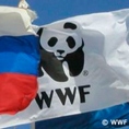 WWF в России