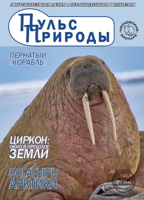Ноябрь 2026 года